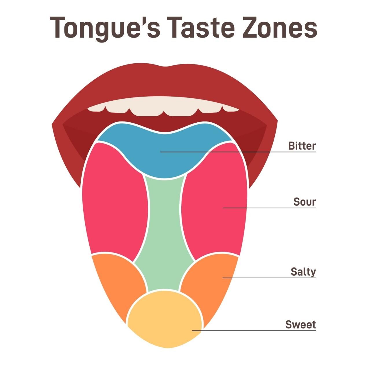 An educational diagram illustrating the traditional "Tongue Map," showing the zones commonly associated with sweet, salty, sour, and bitter taste receptors.