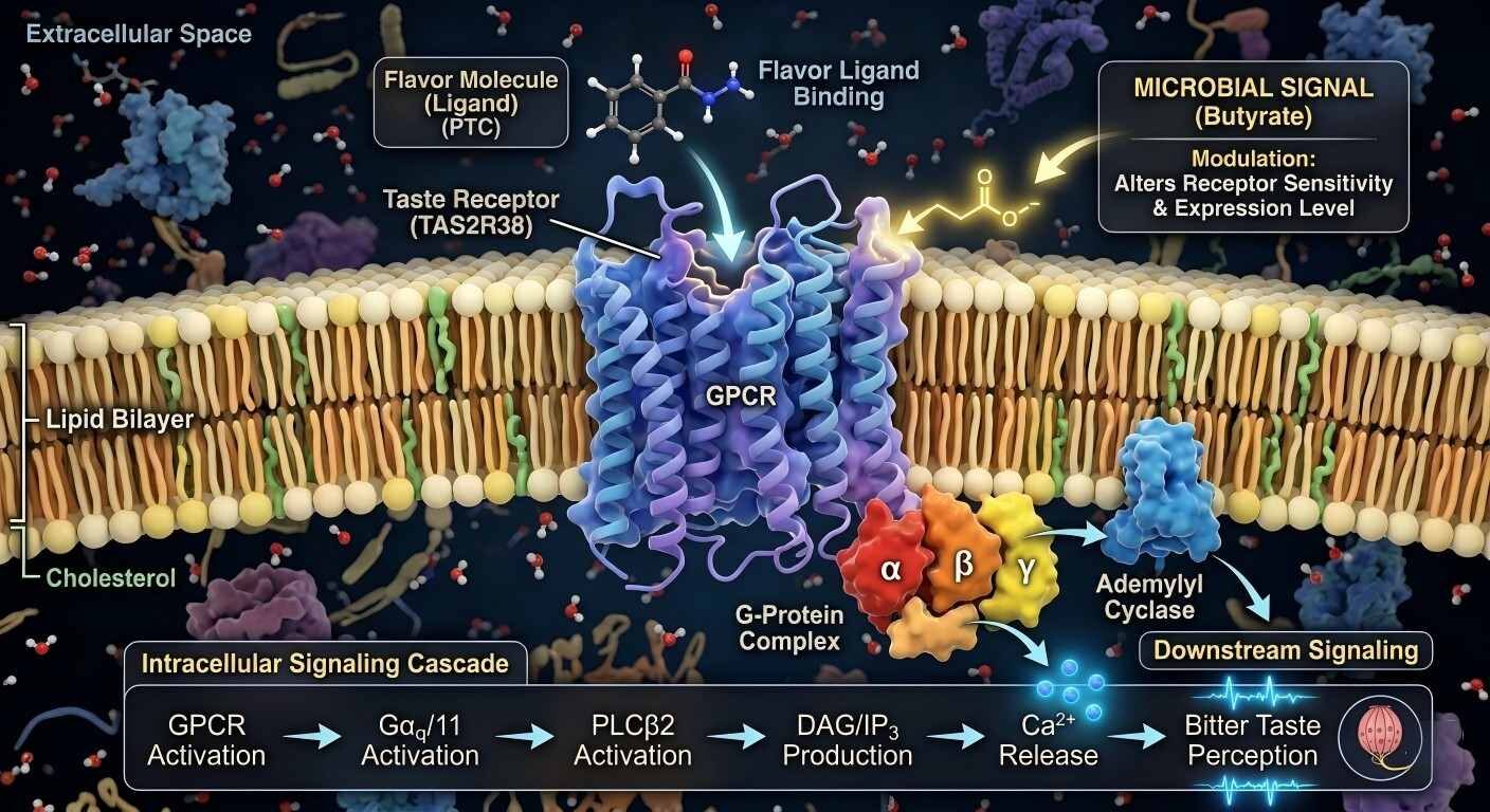A technical 3D render showing flavor molecules docking into a GPCR, modulated by microbial signals like butyrate.