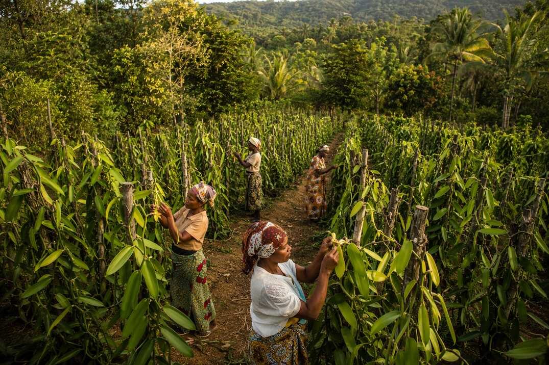 Inside sustainable vanilla farming in Madagascar: agroforestry cultivation, hand-pollination, fair-trade cooperative sourcing, and traceable bean lots for food and dairy beverage manufacturers.